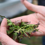 Local Food Manitoulin community photo 10