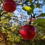 Local Food Manitoulin community photo 13