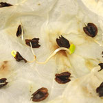 Local Food Manitoulin community photo 34