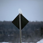 Local Food Manitoulin community photo 36