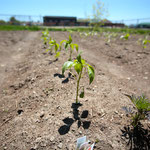 Local Food Manitoulin community photo 41